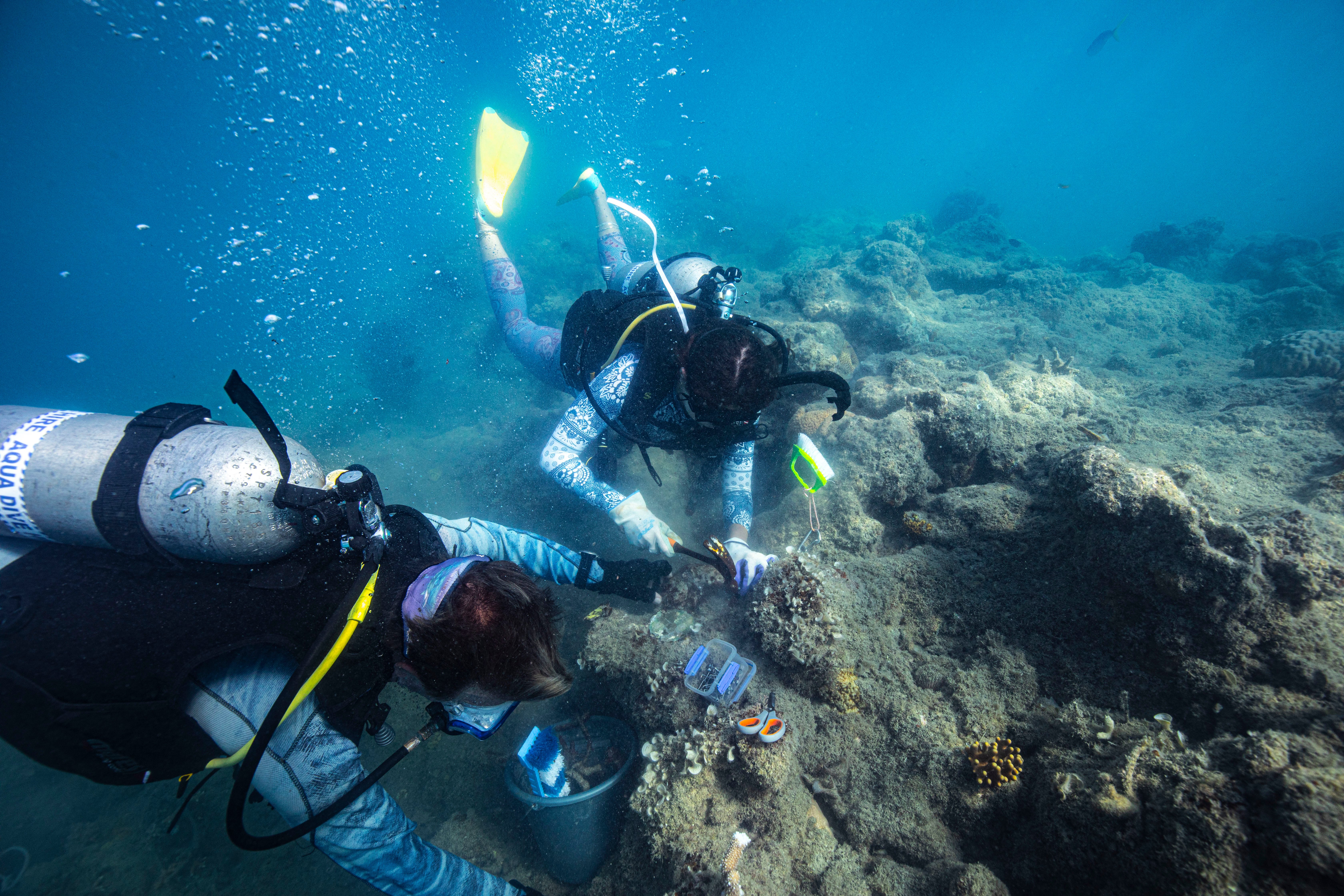 Diving - Students cleaning corals-1