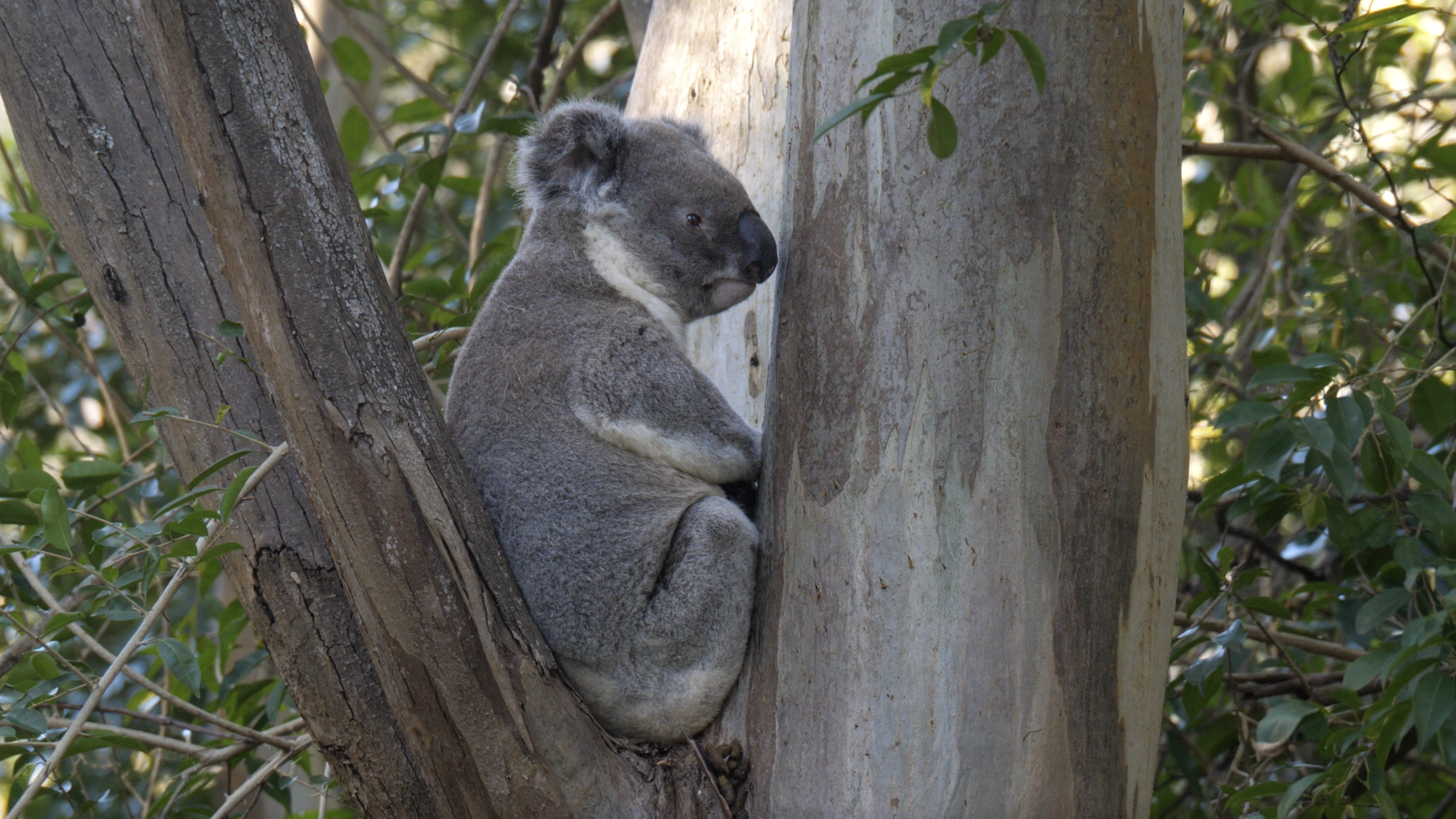 Burleigh Headland National Park