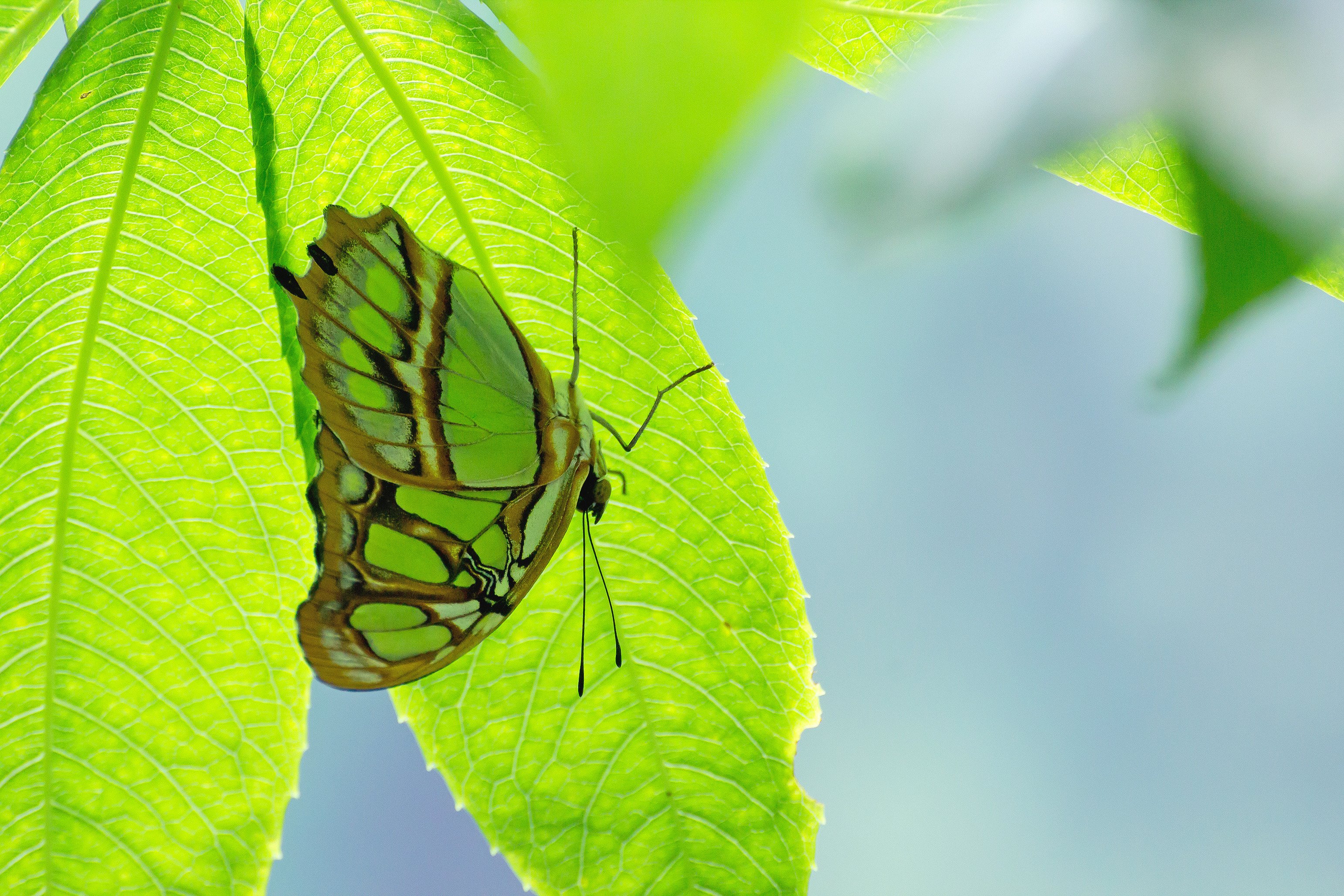 Burleigh Headland Butterfly