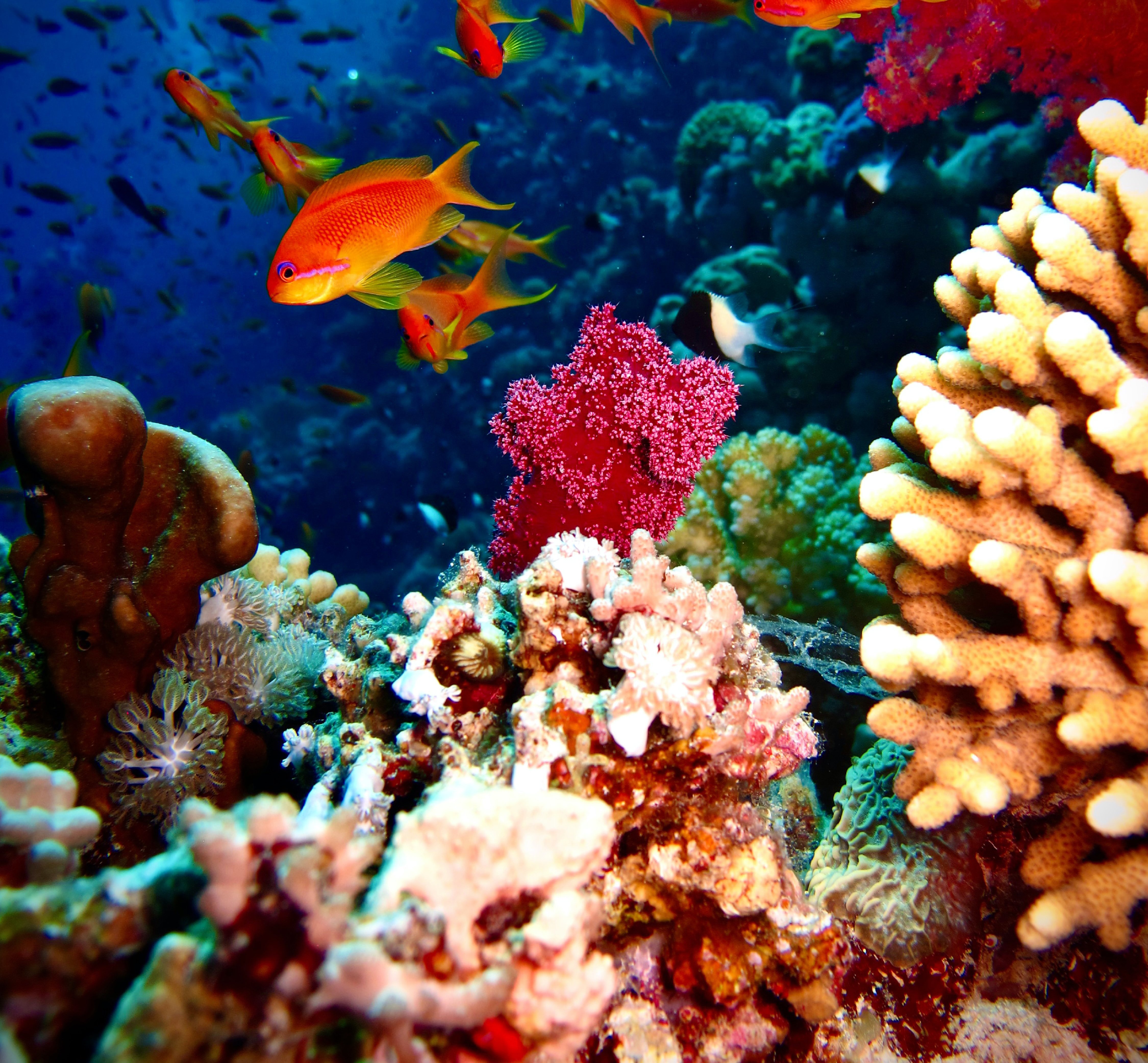 nariman-mesharrafa-wvmcvJGoknA-unsplash